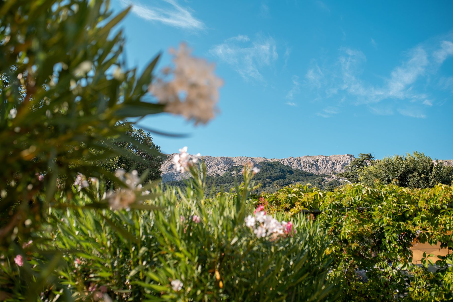 Pogled na baršunaste planine kroz oleander